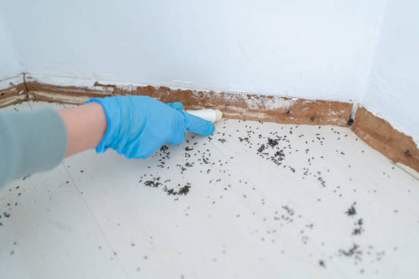 Best Exterminator Services  in Westminster, TX