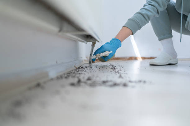 Best Cockroach Control Services  in Westminster, TX